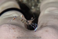 Ancylomenes holthuisi