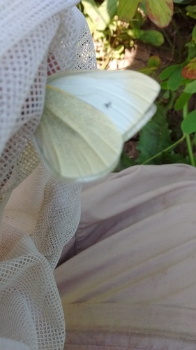 Small White