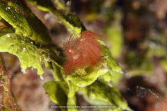Phycocaris simulans
