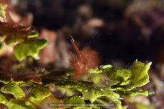 Phycocaris simulans