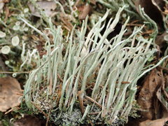 Cladonia subulata