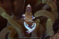 Ancylomenes magnificus