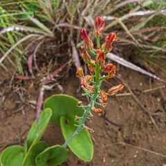 Eriospermum cooperi natalense