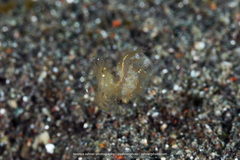 Phycocaris simulans