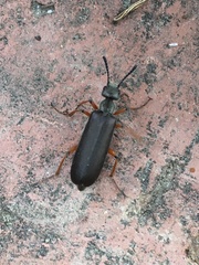 Pomphopoea