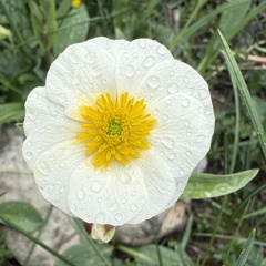 Ranunculus amplexicaulis