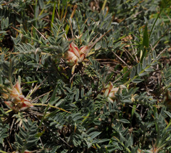 Astragalus bethlehemiticus