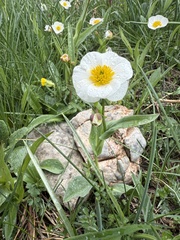Ranunculus amplexicaulis, photograph (c) Cenaida, some rights reserved (CC BY)