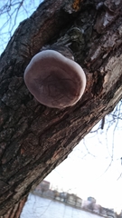 Phellinus alni