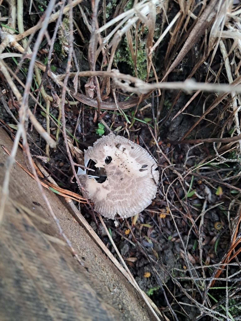 Amanita nehuta · May 2026 · photo: © plutoishere (iNaturalist, cc0)