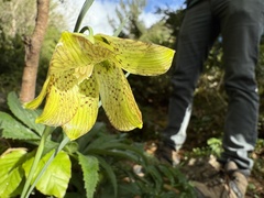 (c) Cenaida, some rights reserved (CC BY) Fritillaria pyrenaica, photograph (c) Cenaida, some rights reserved (CC BY)