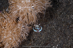 Ancylomenes magnificus