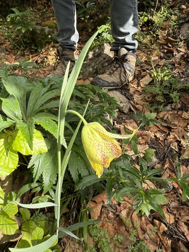 Fritillaria pyrenaica, photograph 5