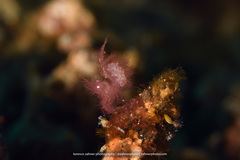 Phycocaris simulans