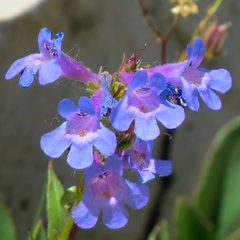 Penstemon albertinus