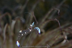 Ancylomenes magnificus