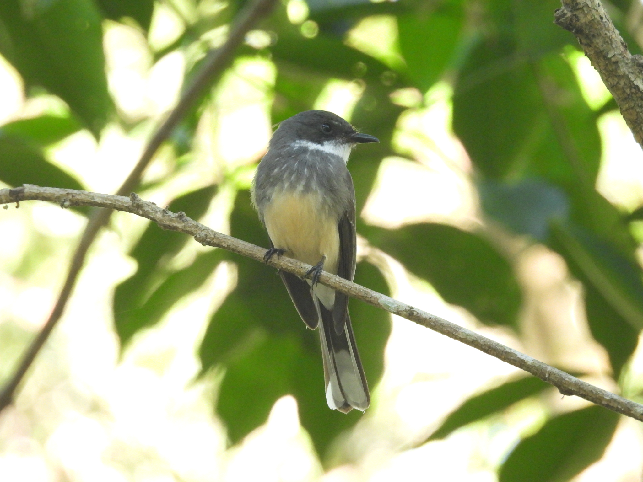 Northern Fantail (Rhipidura rufiventris), photo 2