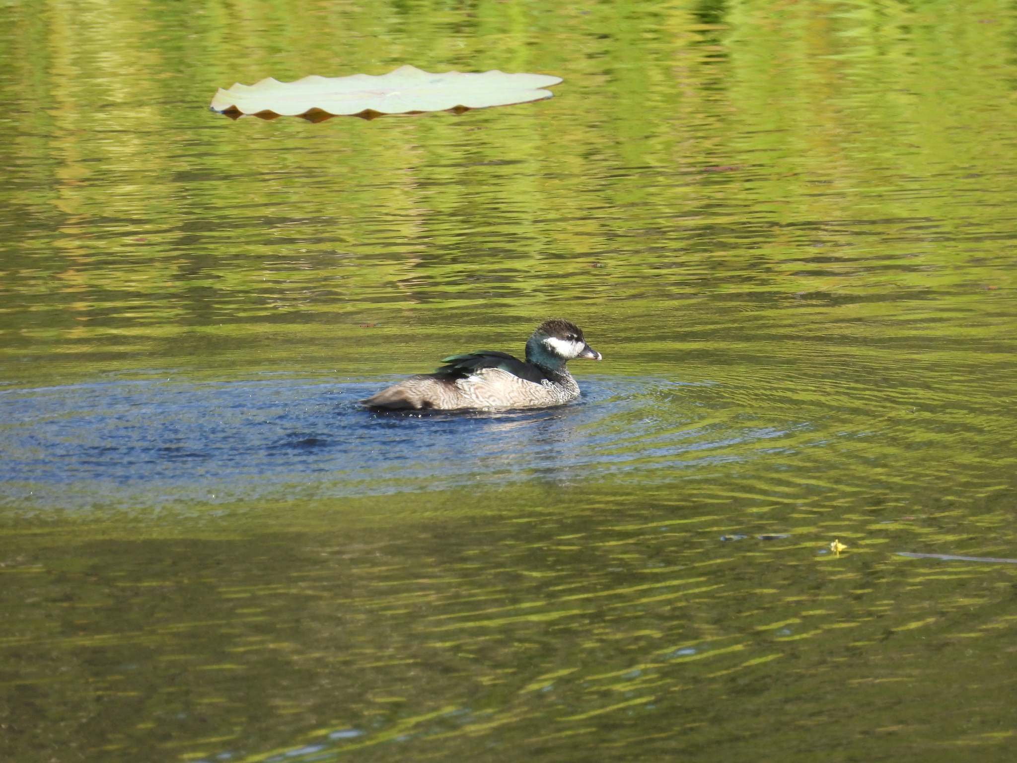 Green Pygmy Goose (Nettapus pulchellus), photo 6