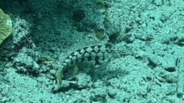 Parapercis tetracantha