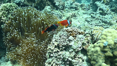 Amphiprion frenatus