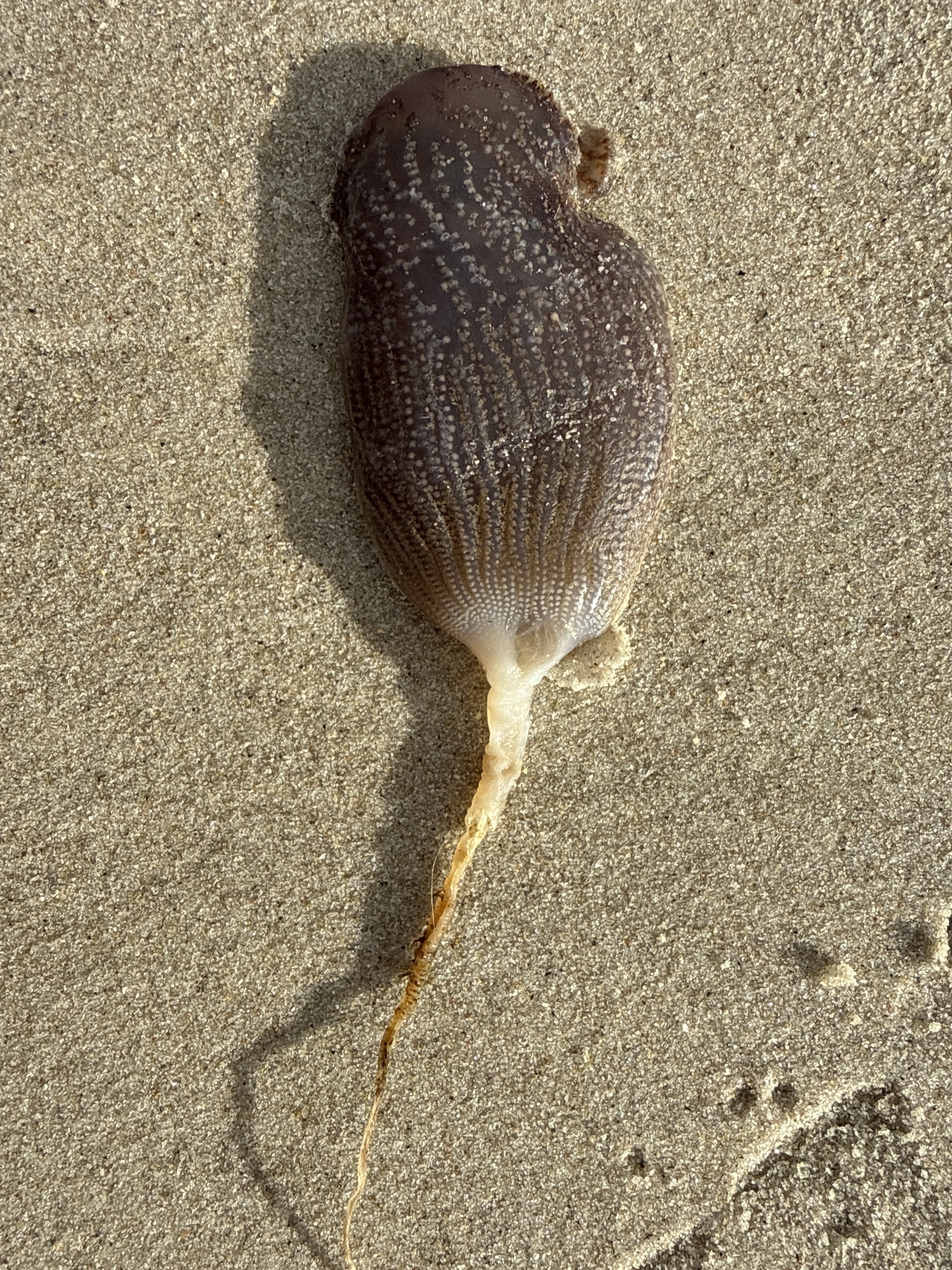 Sycozoa pulchra (Herdman, 1886)
