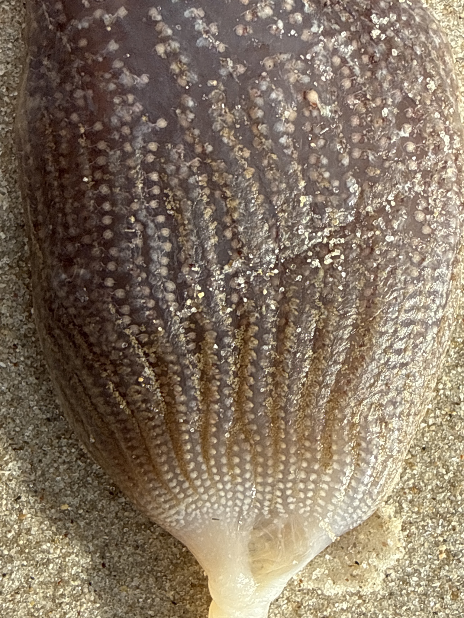 Sycozoa pulchra (Herdman, 1886)