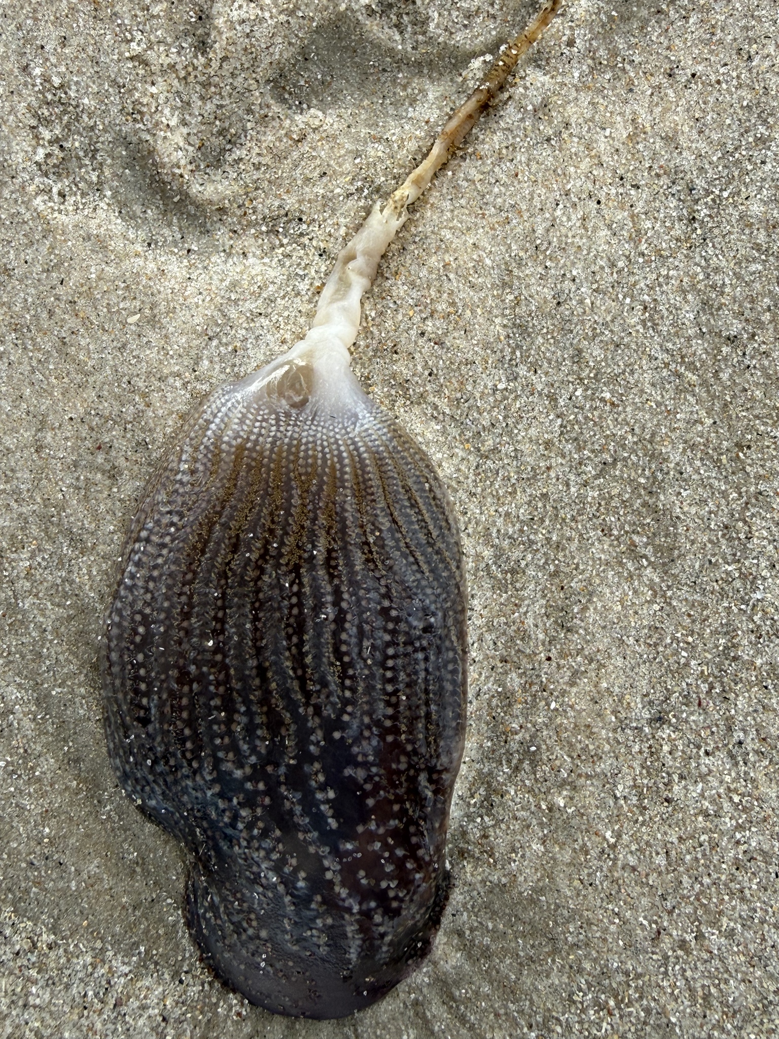 Sycozoa pulchra (Herdman, 1886)
