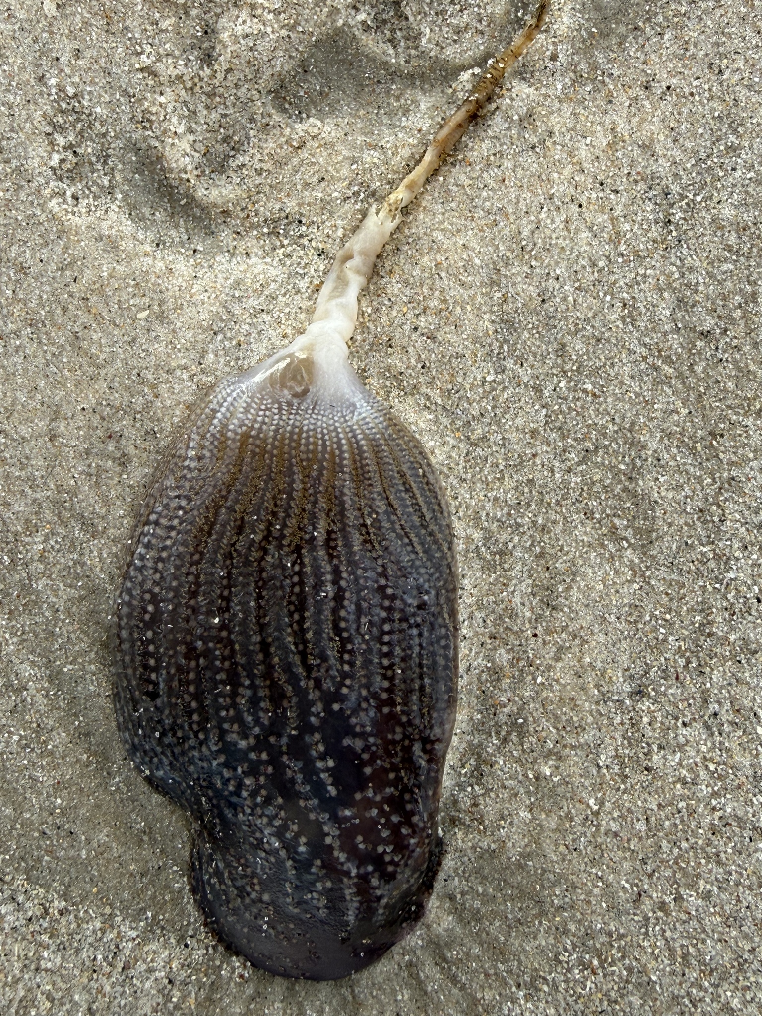 Sycozoa pulchra (Herdman, 1886)