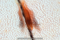 Zenopontonia noverca