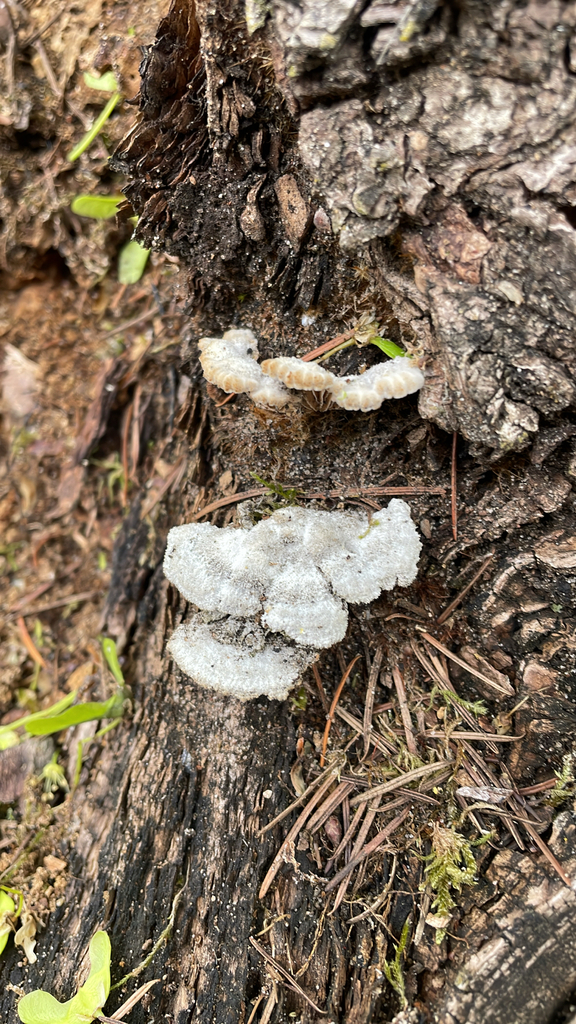 Schizophyllum commune · May 2026 · photo: © darrkflower (iNaturalist, cc0)