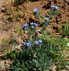 Alkanna strigosa
