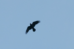 Corvus corax