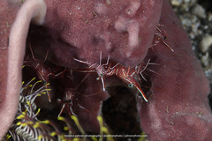 Rhynchocinetes durbanensis