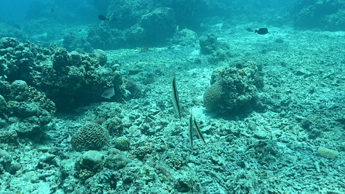 Aeoliscus strigatus