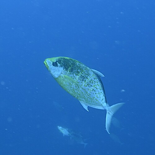 Flavocaranx bajad
