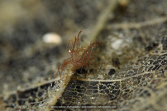 Phycocaris simulans