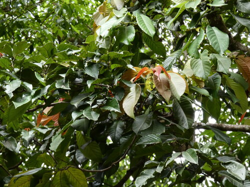 Karrabina biagiana, 2026-05-09
