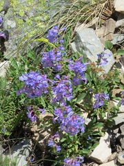 Penstemon albertinus
