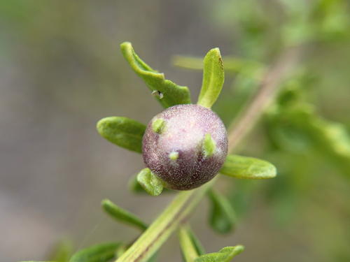 Coyote Brush Stem Gall Moth photo 5