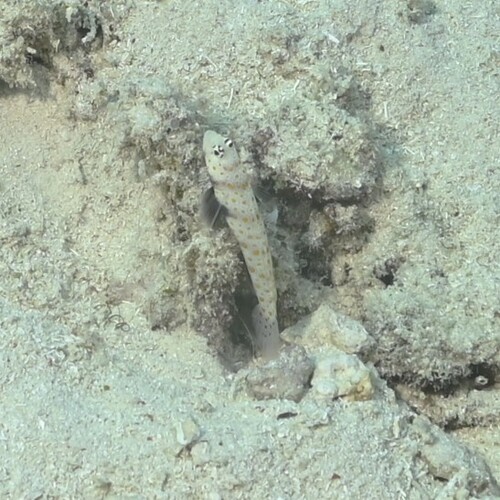 Amblyeleotris guttata
