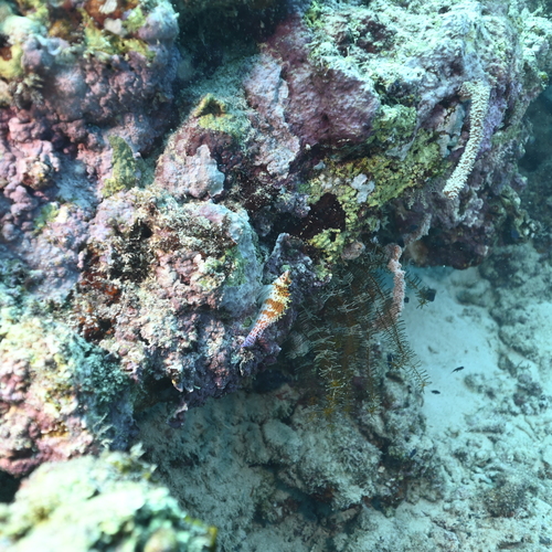 Cirrhitichthys falco