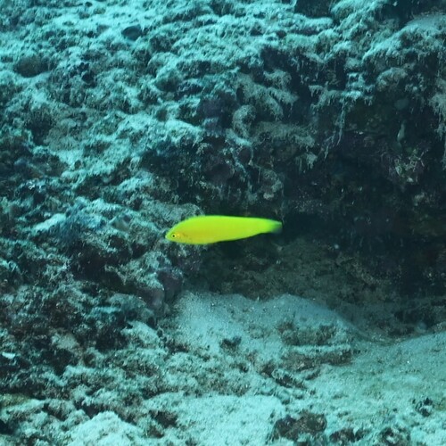 Halichoeres chrysus