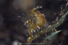 Phycocaris simulans