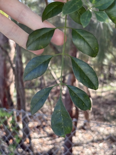 Fraxinus griffithii