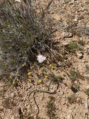 Allium haematochiton