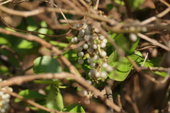 Cyclea peltata, photograph (c) Dinesh Valke, some rights reserved (CC BY-SA)
