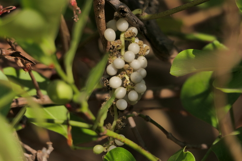Cyclea peltata, photograph 2