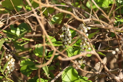 Cyclea peltata, photograph (c) Dinesh Valke, some rights reserved (CC BY-SA)