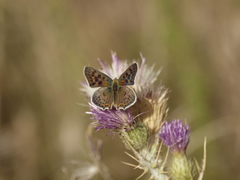 Lycaena bleusei