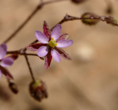 Spergularia diandra